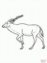 Antelope Addax Coloringhome sketch template