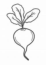 Coloring Radish Burak Vegetables Beet Czerwony Beetroot Kolorowanka Root Druku Gemüse Dibujos Czerwonego Legumes Kleurplaat Biet Clipartmag Malvorlagen Frutas Groente sketch template