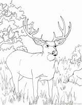 Hunting Coloring Deer Pages Printable Realistic Reindeer Color Kids Dog Colouring Getcolorings Getdrawings Colouri Colorings sketch template