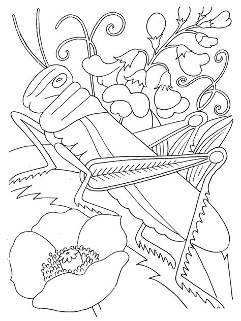 insect coloring pages    print