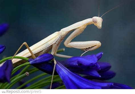 albino praying mantis reposti