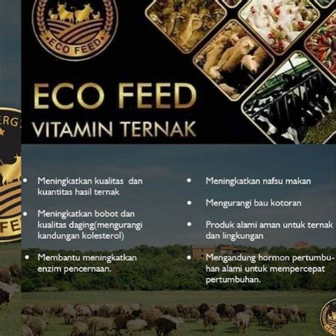 tips menciptakan keunggulan  kualitas ternak sapi  eco feed