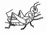 Saltamontes Pintar Grasshopper sketch template