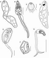 Trematodes Redia Gen Larval Cercaria sketch template
