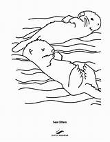 Otter Otters Ausmalbild Coloringpages ähnliche sketch template