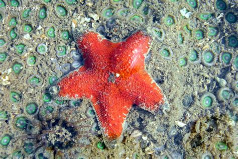 starfish marine life  mumbai