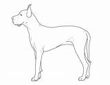 Dogge Hunde Ausmalbilder Ausmalbild Tiere Hunderassen Pinnwand Auswählen Malvorlage Schlafende sketch template