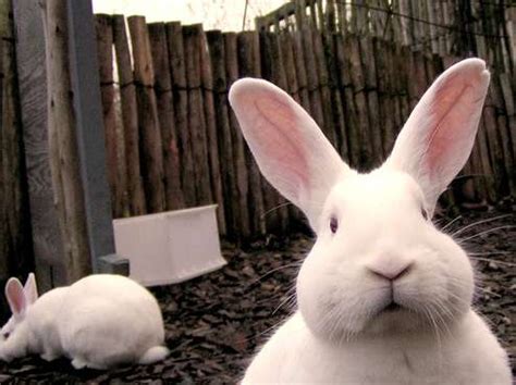 louies lair learn  bunnies