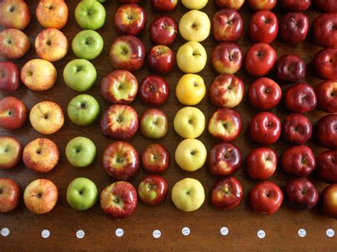 A Guide To The Best Apples For Apple Pie The Food Lab Best Apple