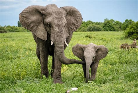 elephant wildlife  photo hub
