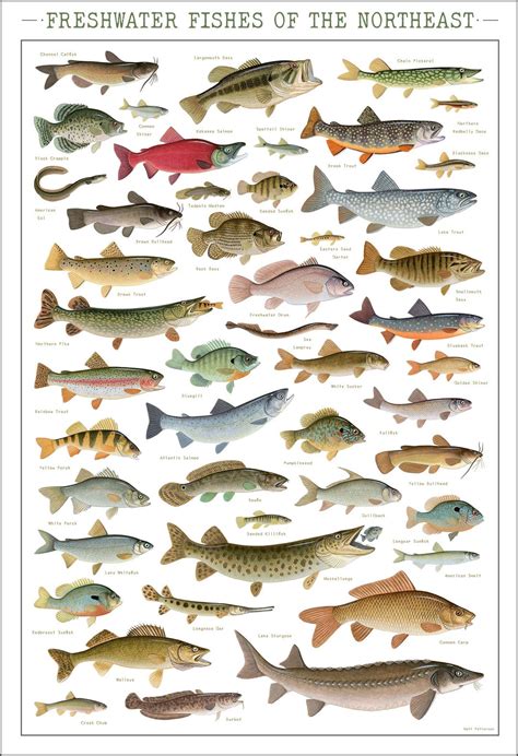 freshwater fishes   northeast poster   print etsy australia