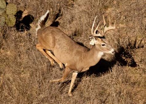 Visit The Best Whitetail Deer Hunting Ranch In South Texas