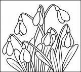Snowdrop Coloring Flowers Pages Printables Colouring Kids Coloritbynumbers Printable Book Print Related Access sketch template