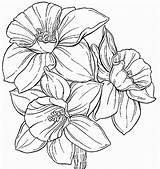 Daffodil Coloring Pages Drawing Outline Daffodils Color Flower Pencil Gif Getdrawings Drawings sketch template
