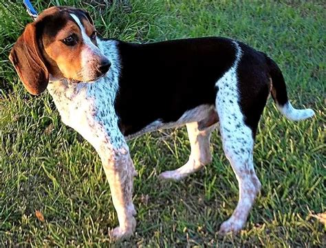 beagles mixed  coonhound  paws