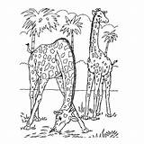 Animaux Paysage Girafes Sauvages Jungle Imprimer Coloriages Adulte Dessins Sauvage Palmier Savane Beaux Parfait Albumdecoloriages sketch template