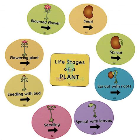 stages   plant life cycle
