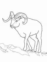 Sheep Dall Coloring Clipart Pages Printable Bighorn Mountain Outline Rocky Adult Animal Easy Supercoloring Crafts sketch template