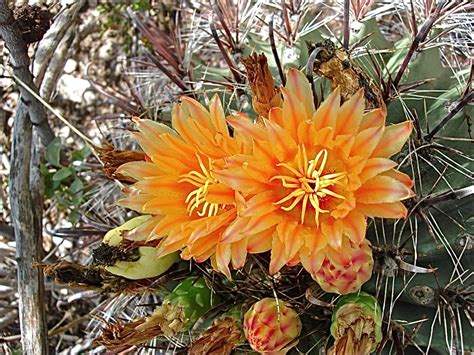 beautiful cactus flowers signal spring    science