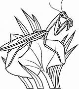 Colorat Insecte Imagini Gandaci sketch template