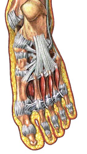 human anatomy foot muscles layer  flashcards quizlet