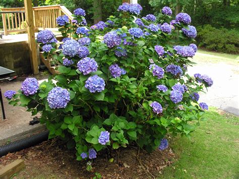 plant hydrangea macrophylla