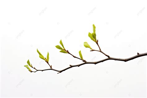 small green shoot  white background high resolution tree branch