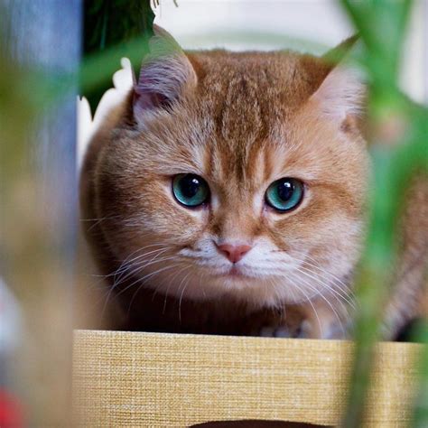 meet hosico super cute cat with green eyes