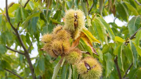 helping american chestnut trees recover  blight opinion