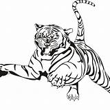 Tigre Bengala Atacando Tigres Pintar Designlooter Tudodesenhos Bengal sketch template