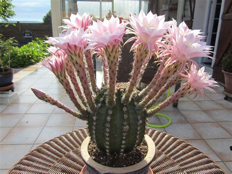floraison spectaculaire de mon cactus eté 2012 fleurs odorantes