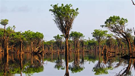 gruene lunge amazonas regenwald  brasilien aventura  brasil