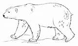 Polar Orso Polare Colorare Disegni Orsi Animali sketch template