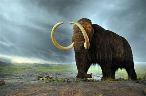 michigan farmer unearths  complete woolly mammoth skeleton