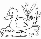Ducks Coloring Pages Animal Print sketch template