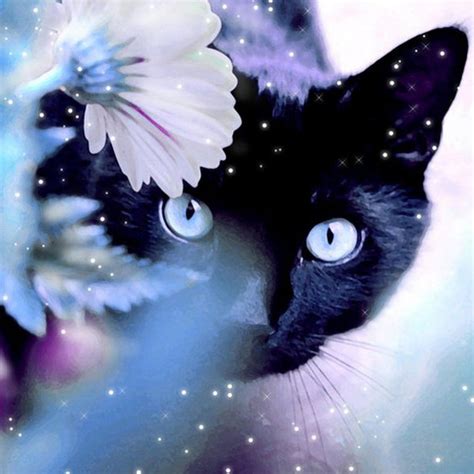 mystery black cat behind shiny flower ipad air wallpapers free download