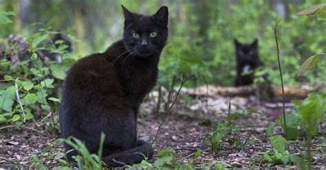 feral cats  knoxville council votes  adopt trap neuter return policy