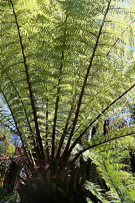 20061126 0516 soft tree fern soft tree fern dicksonia
