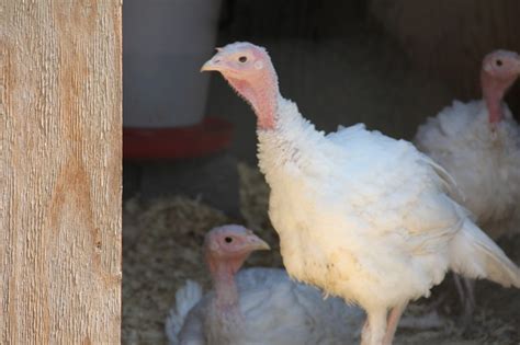 raising  caring  turkeys  fashioned families