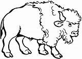 Bison Clipartbest Mammals sketch template