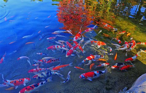 japanese koi fish pond wallpapers top  japanese koi fish pond