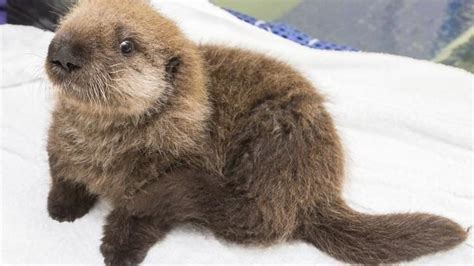 Orphaned Sea Otter Saved On California Coast At Just One