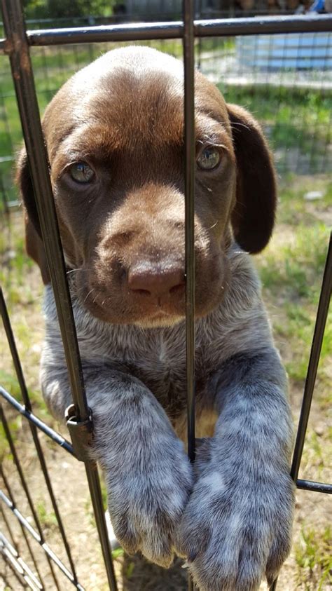 lab  german shorthaired pointer mix cute animals cute baby