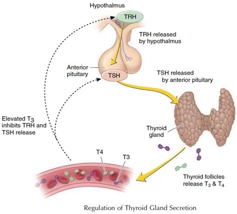 thyroid gland hormones science