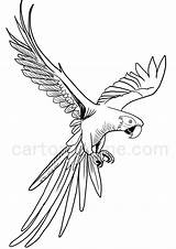 Ara Parrot Perroquet Coloriage Colorier Volant Colorare Pappagallo Perroquets sketch template