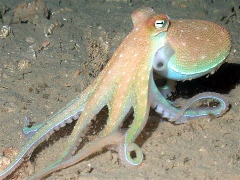 octopus senses light   skin earth earthsky