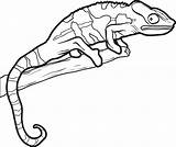 Lizard Coloring Pages Drawing Outline Reptiles Chameleon Lizards Line Kids Template Gecko Snake Reptile Printable Simple Man Color Drawings Leopard sketch template