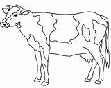 Cow Sapi Mewarnai Sketsa Dairy Netart Hewan Gambarcoloring Cows Procoloring sketch template