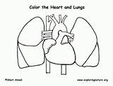 Coloring Lungs Pages Anatomy Human Heart Printable Drawing Body Science Worksheets Diagram Kids Lung Preschool Worksheet Color Exploringnature Sheet Links sketch template