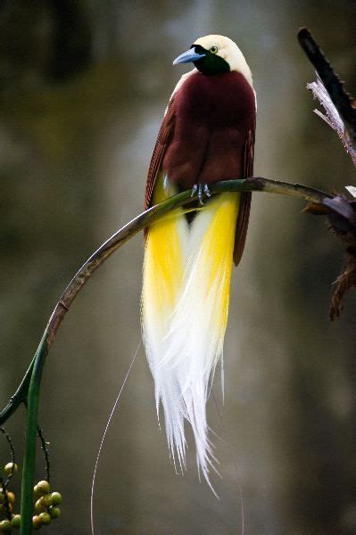 Bird Of Paradise Ave Del Paraíso Pájaros De Colores Pájaros Hermosos